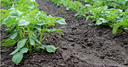 Earthing Up Potatoes
